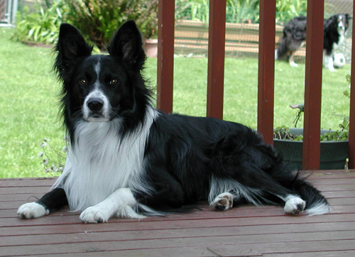 June 19, 2004 Fable earns U-CD with all first places, High in Trial, HS Herding Dog and High Aggregate