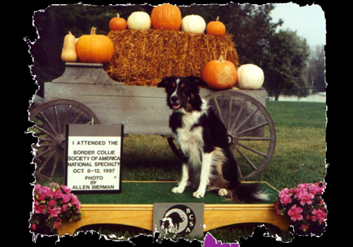 The First Border Collie National